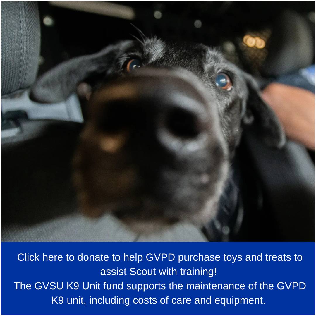 Black lab dog with nose in camera out of focus and eyes and ears in focus. Text reads Click here to donate to help GVPD purchase toys and treats to assist Scout with training! The GVSU K9 Unit fund supports the maintenance of the GVPD K9 unit, including costs of care and equipment.